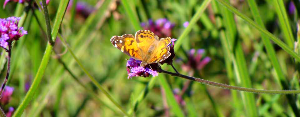 Mendocino Coast Botanical Gardens